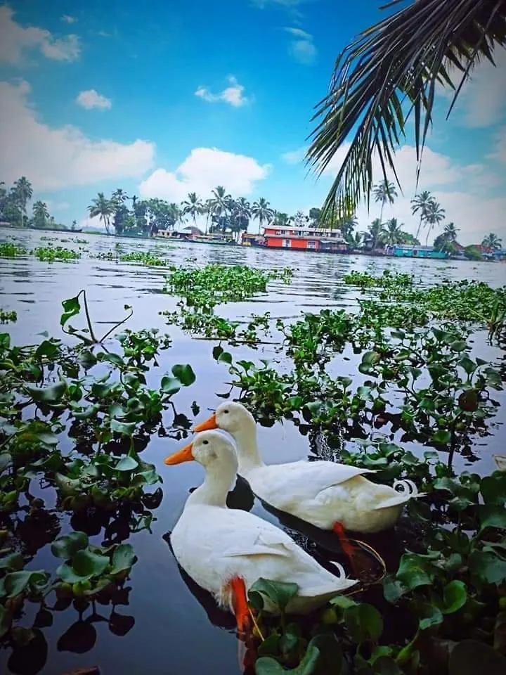 The Lake Paradise Guest House Alappuzha Inde