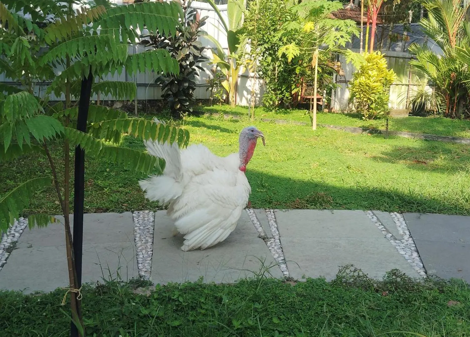 The Lake Paradise Boutique Resort Alappuzha